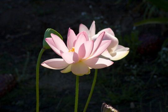 fleur-lotus-371314.jpg