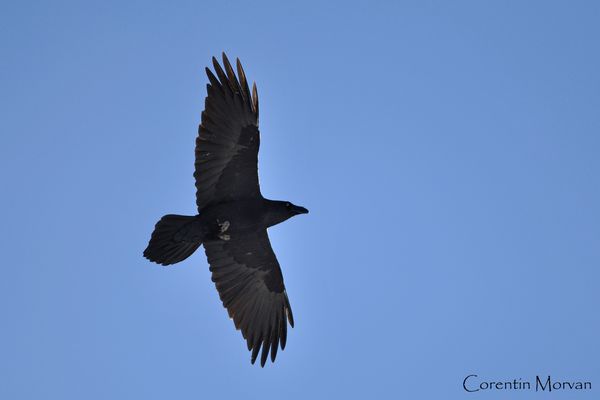 Grand corbeau1