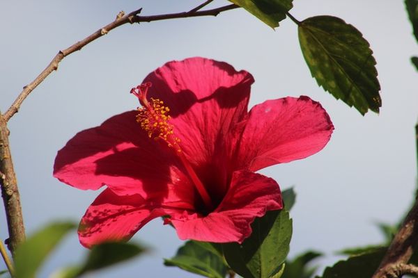 Hibiscus Mayotte (1)