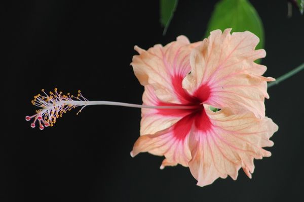 Hibiscus Mayotte (2)