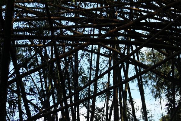 Mikado de Bambou geant Mayotte