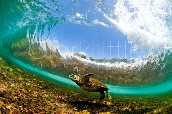 dancing_honu.jpg