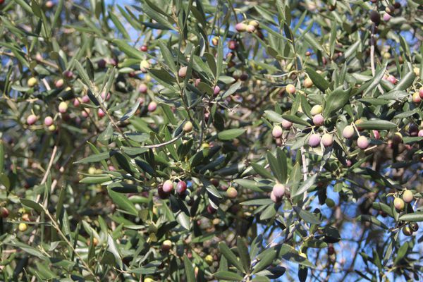 olives tournantes 1