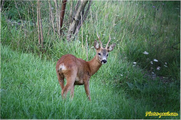 jeune-cerf_evreux_002.jpg