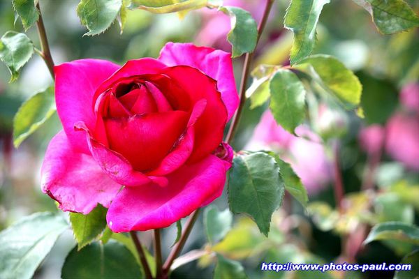 roses_15.jpg