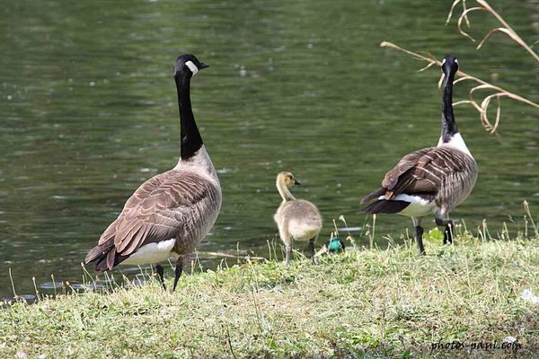 boulogne_enfamille_02.jpg