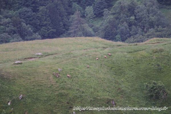 010712-Chamois--1-.JPG