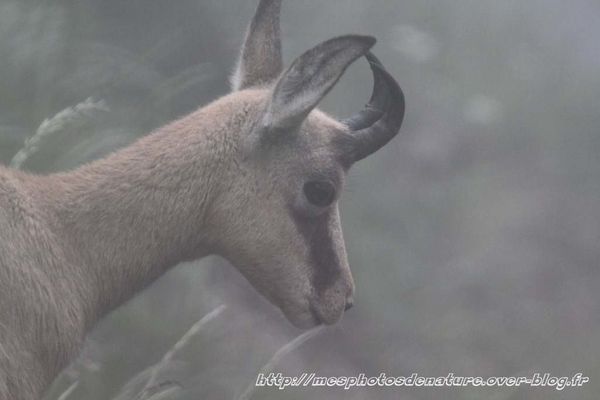 010712-Chamois--11-.JPG