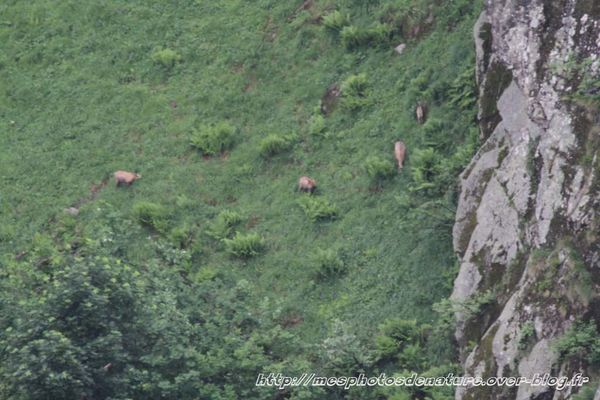 010712-Chamois--2-.JPG