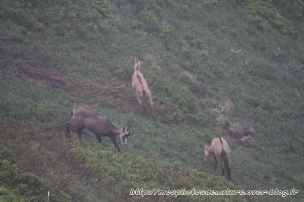 010712-Chamois--3-.JPG