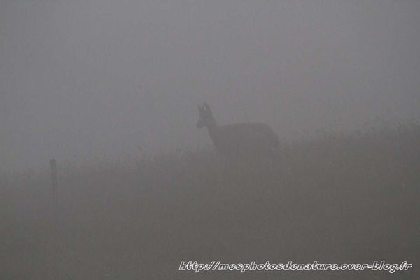 010712-Chamois--4-.JPG