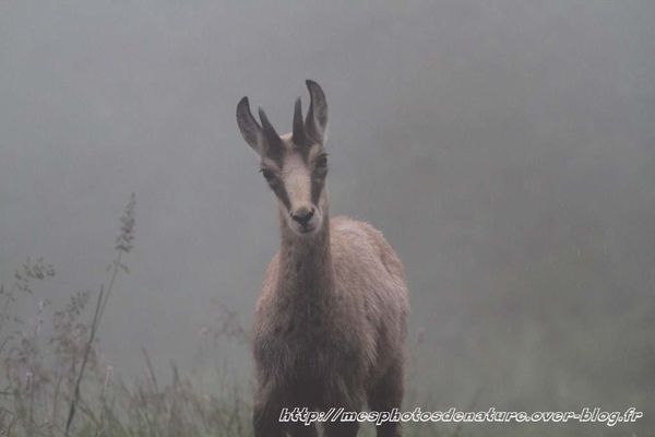 010712-Chamois--7-.JPG
