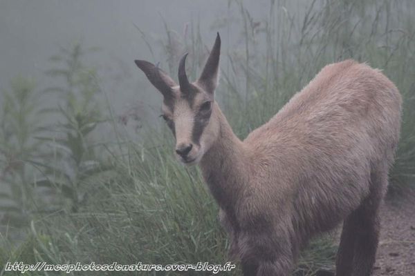 010712-Chamois--8-.JPG