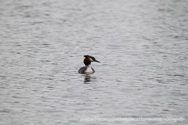 041012-Grebe-huppe--1-.JPG
