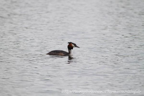 041012-Grebe-huppe--3-.JPG