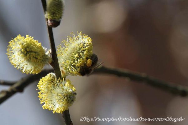 220312-Abeilles-col-de-la-Chapelotte--2-.JPG