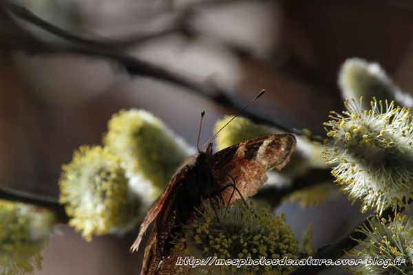 220312-Papillon-col-de-la-Chapelotte--2-.JPG