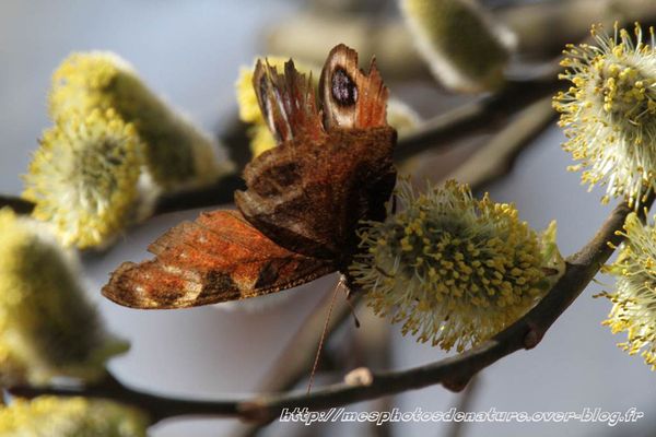 220312-Papillon-col-de-la-Chapelotte--3-.JPG