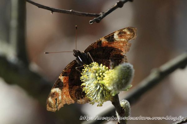220312-Papillon-col-de-la-Chapelotte--4-.JPG