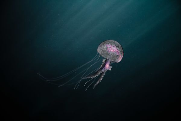 26-janvier-2011.jpg