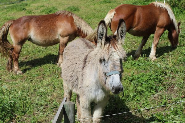 ane et chevaux