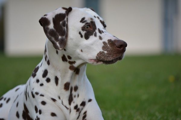 La fête du dalmatien a lieu dimanche 27 mai 2012 à La fête du dalmatien a lieu dimanche 27 mai 2012 à