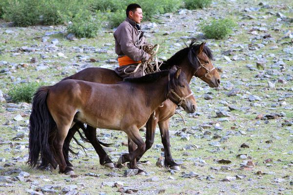 chevaux-Mongolie ER 06