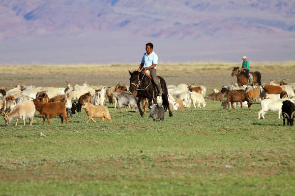 chevaux-Mongolie ER 33