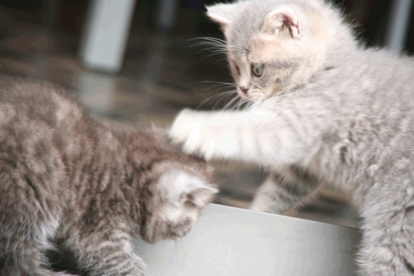 Chatons-2011 4556-gandalf-geisha