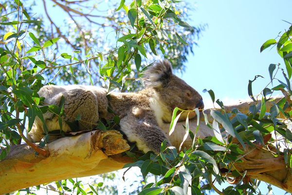 60 - Koala