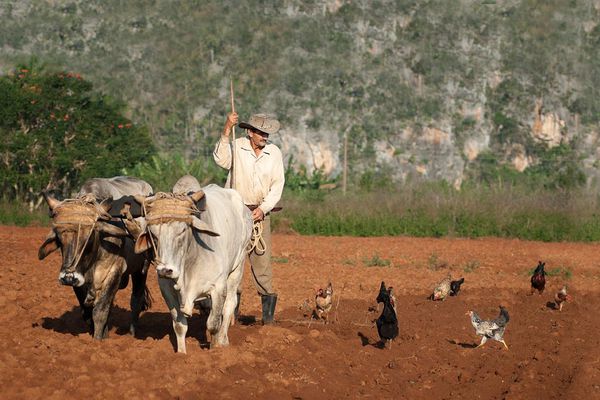 Agriculture écologique cuba (5)