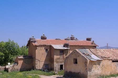 Une-colonie-de-vacance-de-cigognes.jpg