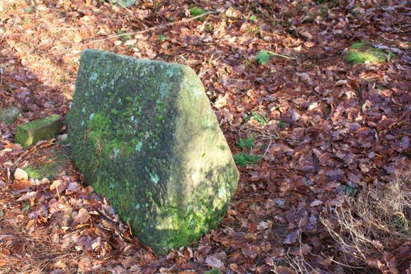 Wasserwald 0220
