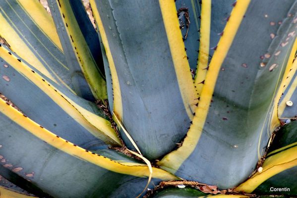 dn05---Agave.JPG