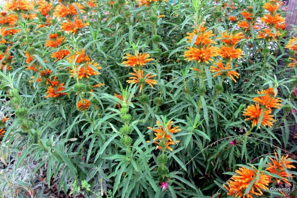 dp03---C-orange.JPG