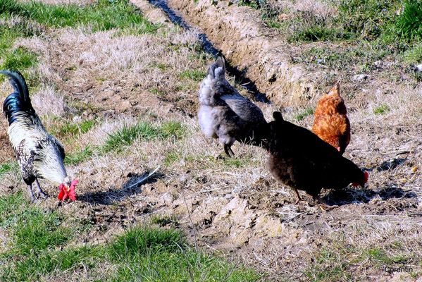H015---Coq-et-poules.JPG