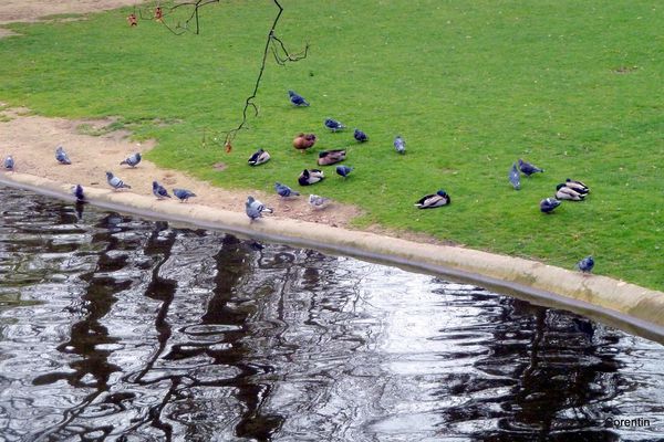 R05---Canards-et-pigeons.JPG