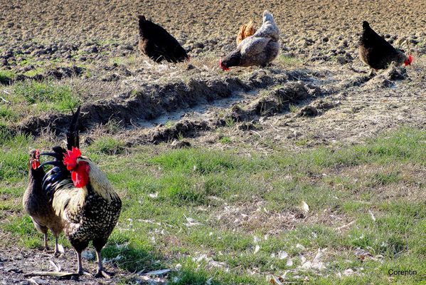 s05---Des-poules-et-un-coq.JPG