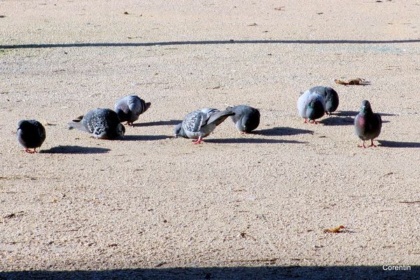 t03---Des-pigeons.JPG