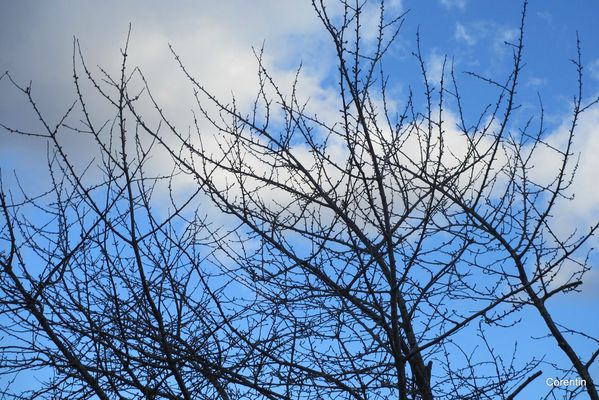 kz01 - Branches dans le ciel