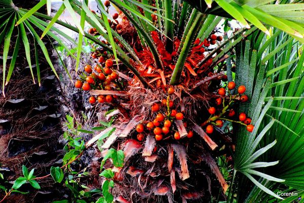 q06 - Fruit d'un autre palmier