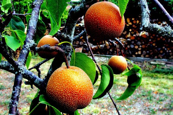 L01---Fruits.JPG