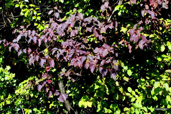p02---Belles-feuilles.JPG