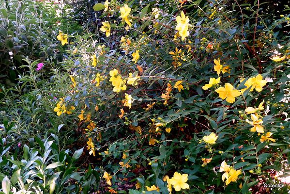 f04--Fleurs.JPG