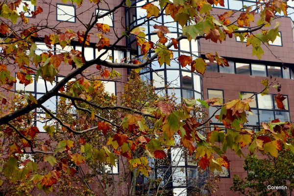 jz01--Automne-1.JPG