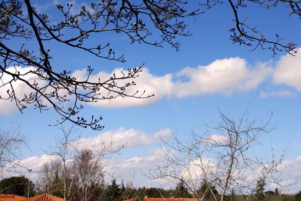 q02---ciel-et-branches.JPG