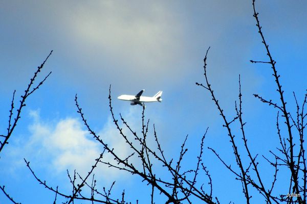 K04---Branches-et-avion.JPG