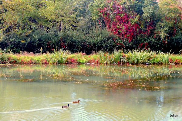 z02---Les-canards.JPG