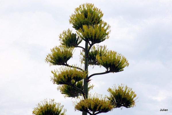as05---agave-1.JPG