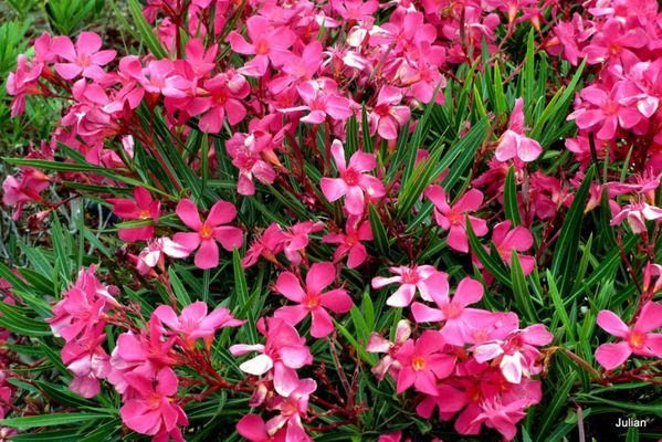 av03---Belles-fleurs.JPG